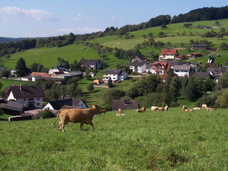 Umgebung Natur Wildensee